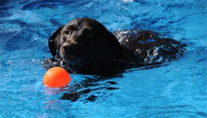 Black lab in water