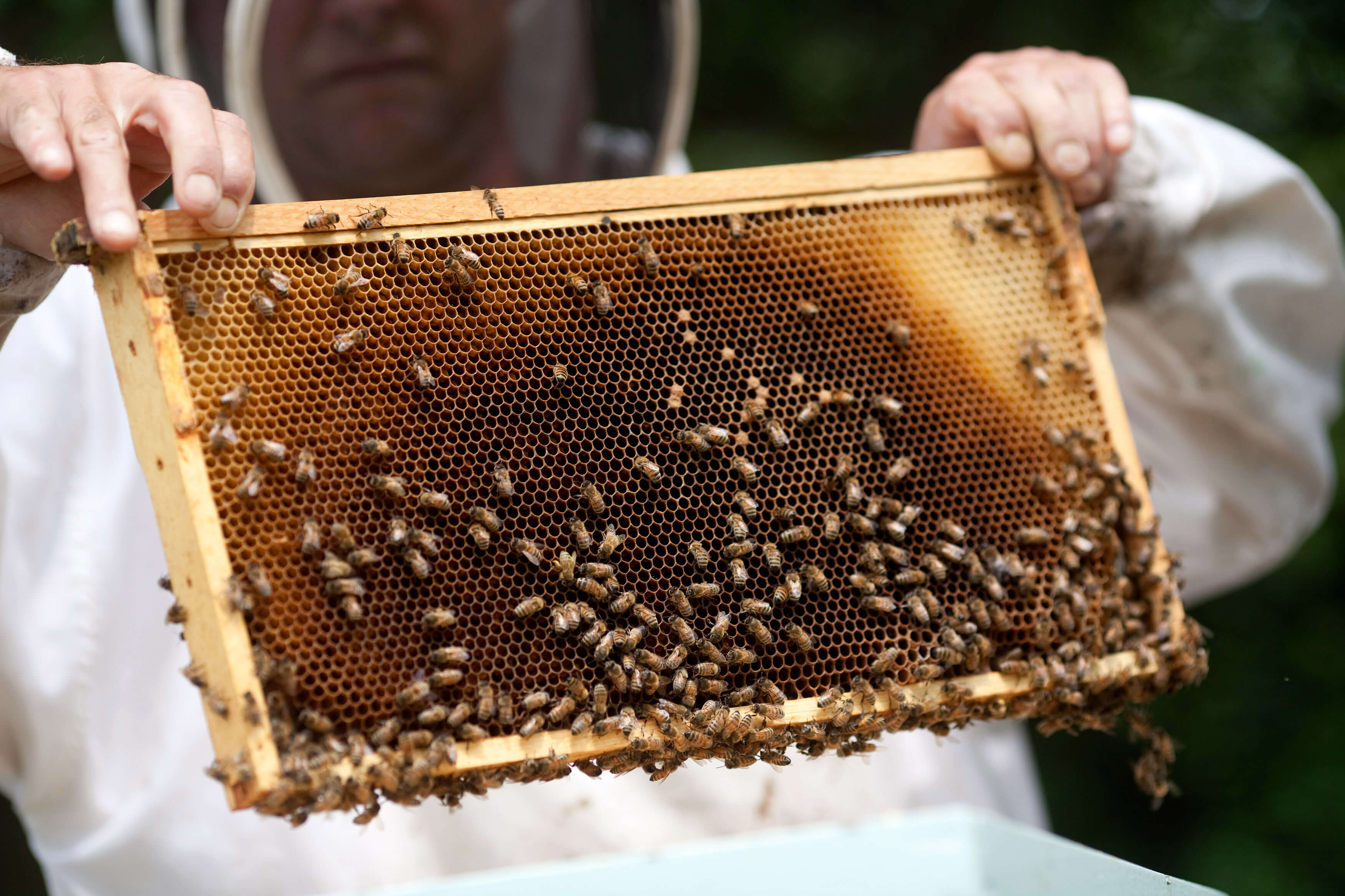 Bee-Go Pint  o remove bees from honey supers.effective when harvesting on cooler 