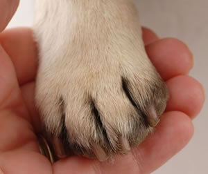 Trimming your dog's nails - Country Store - Farm - Pet - Home